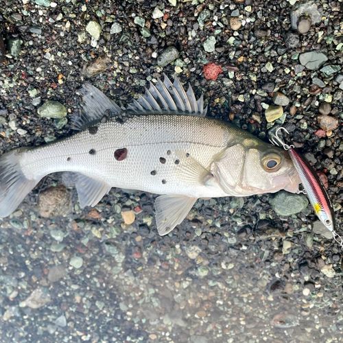 セイゴ（ヒラスズキ）の釣果