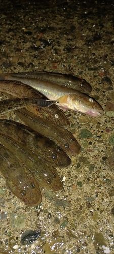 ハゼの釣果