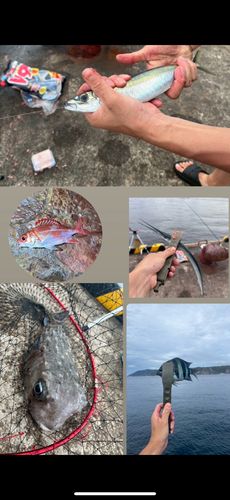 式根島