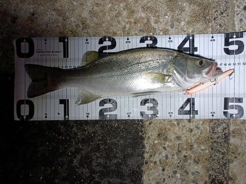 シーバスの釣果