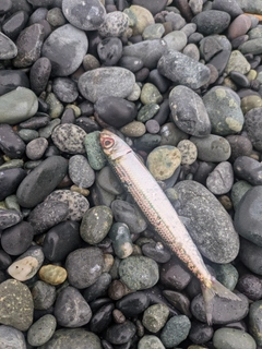 イワシの釣果