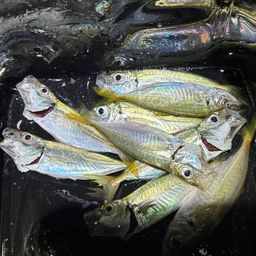 アジ