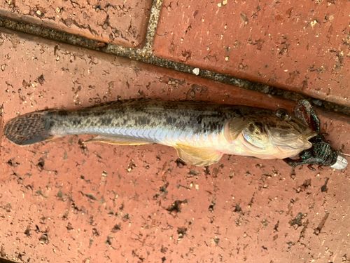 マハゼの釣果