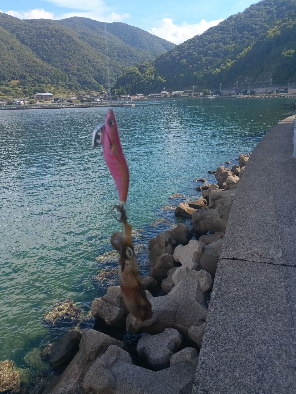 アオリイカ