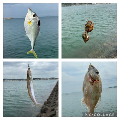 釣果