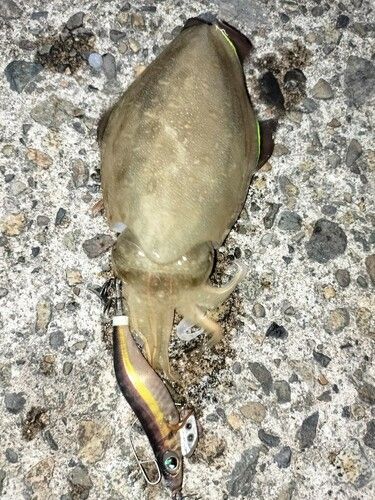 コウイカの釣果