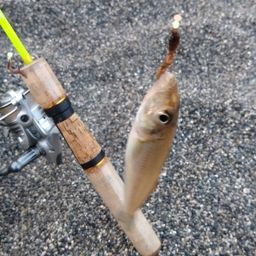 シロギス