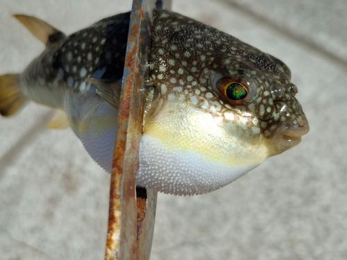 フグの釣果