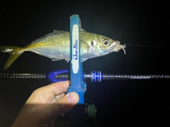 マアジの釣果