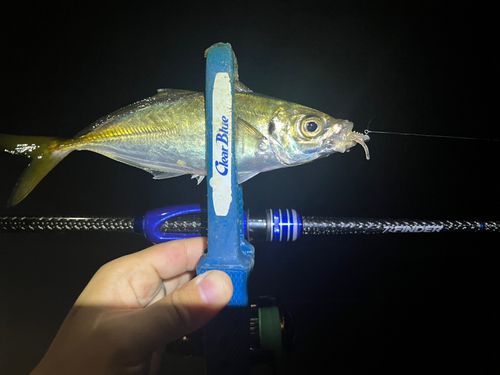 マアジの釣果