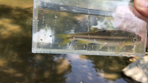 カワムツの釣果