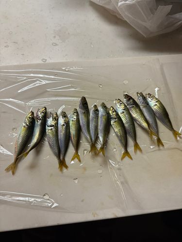 アジの釣果