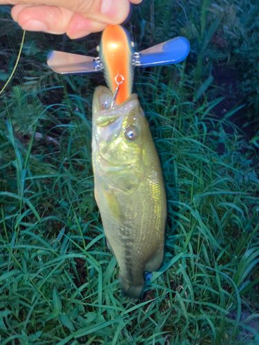 ラージマウスバスの釣果
