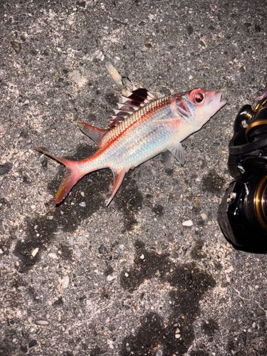 ヒメエビスの釣果