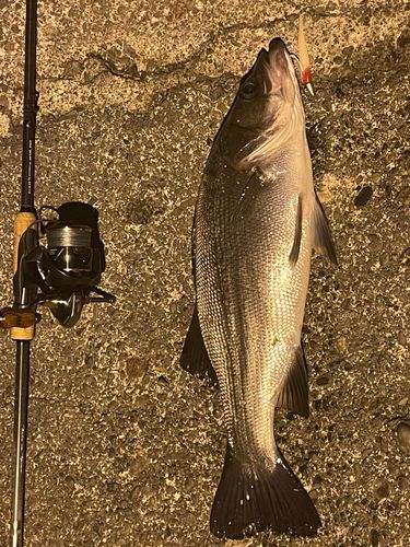 ヒラスズキの釣果