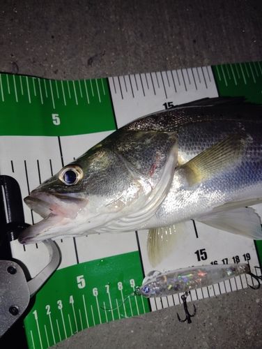 シーバスの釣果