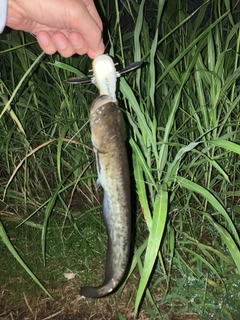 ナマズの釣果