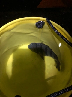 オヤビッチャの釣果