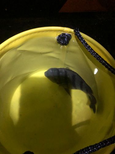 オヤビッチャの釣果