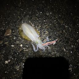 アオリイカ