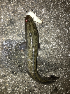 ライギョの釣果