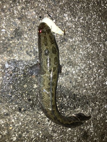 ライギョの釣果