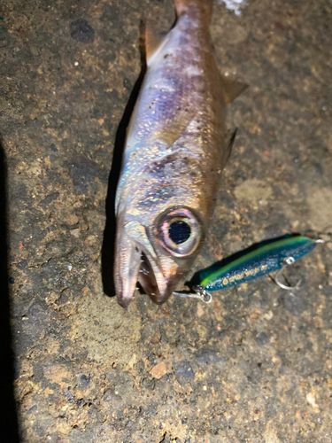 ムツの釣果