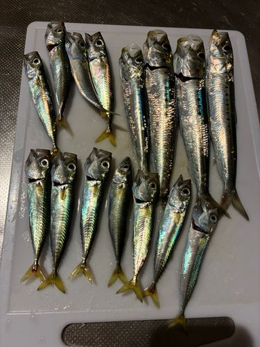 イワシの釣果