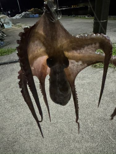 マダコの釣果