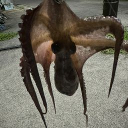 マダコ