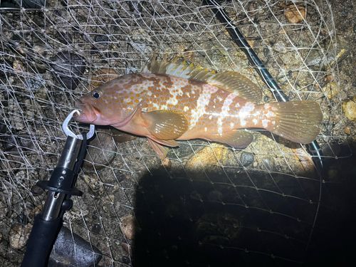 キジハタの釣果