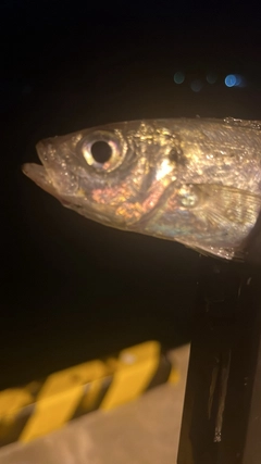 マアジの釣果