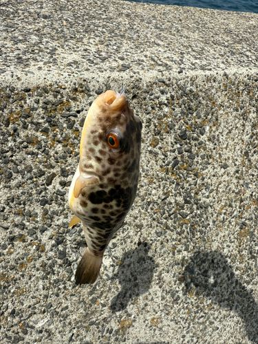 釣果