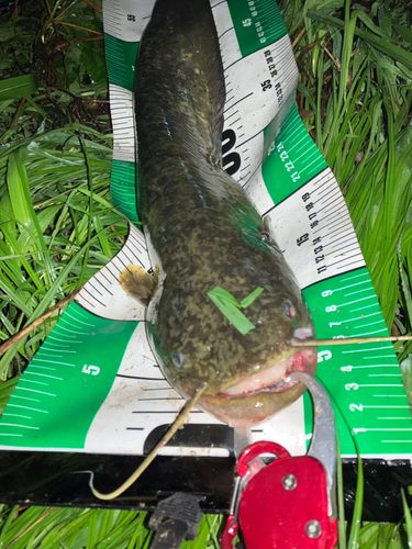 ナマズの釣果