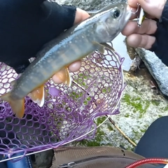 イワナの釣果