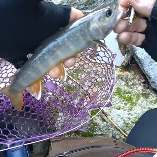 イワナの釣果