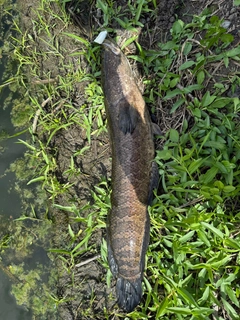 ライギョの釣果