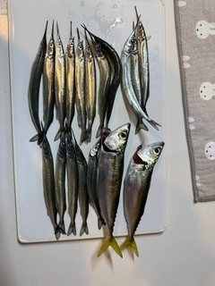 サヨリの釣果