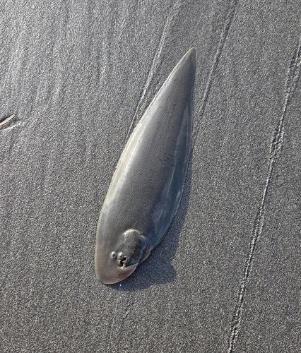 クロウシノシタの釣果