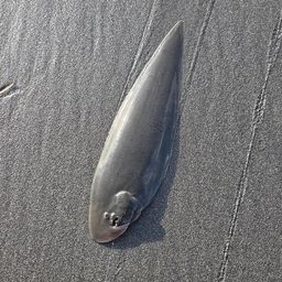 クロウシノシタ