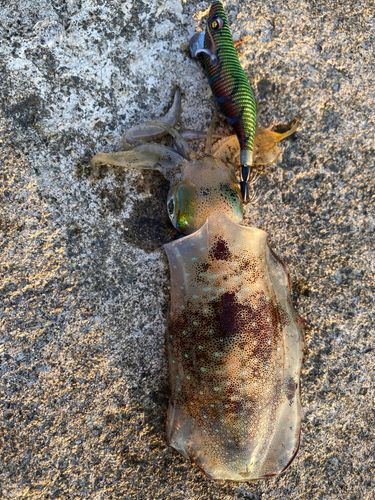 アオリイカの釣果