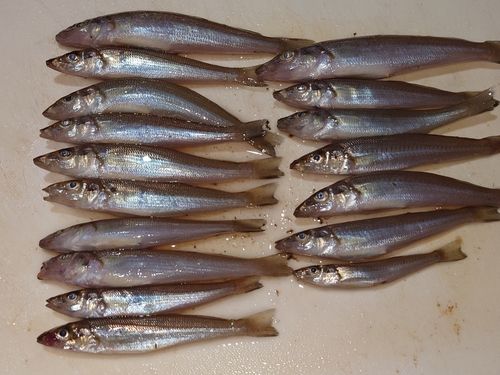 キスの釣果