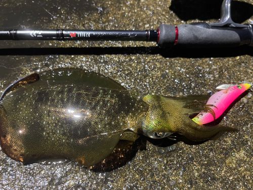 アオリイカの釣果