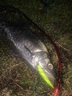 セイゴ（ヒラスズキ）の釣果