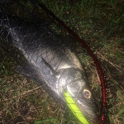 セイゴ（ヒラスズキ）