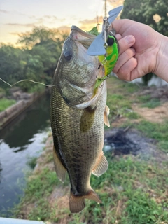 ブラックバスの釣果