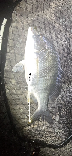 キビレの釣果