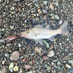 セイゴ（ヒラスズキ）の釣果