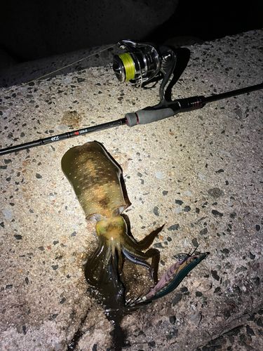 アオリイカの釣果