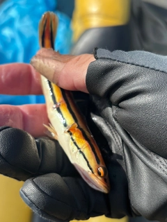 チャドーの釣果